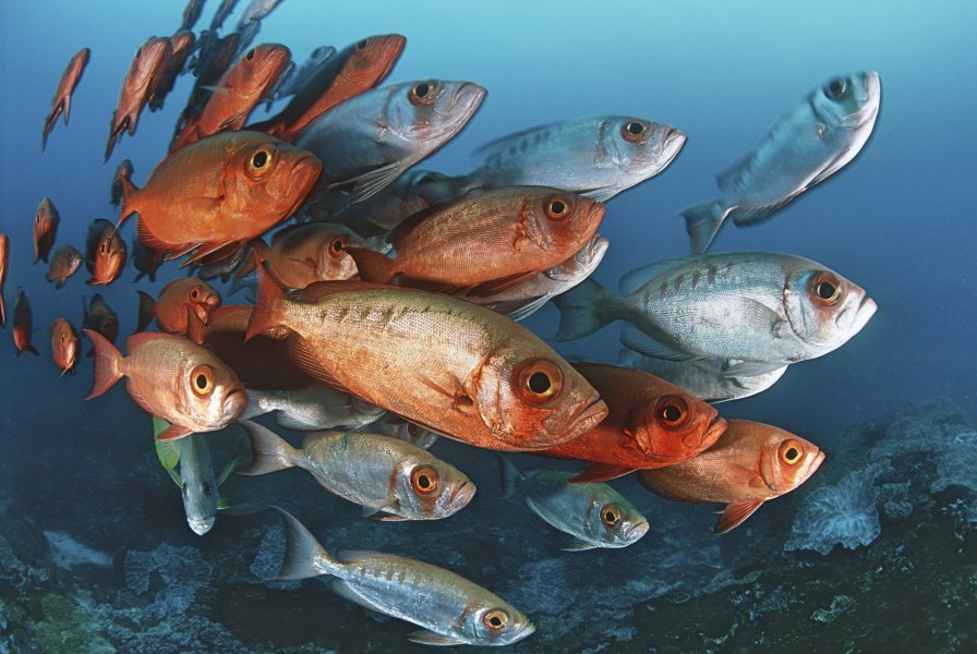 Ponta Mamoli 743376642bigstock-Mozambique-Indian-Ocean-scho-159917891.jpg
