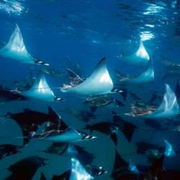 Сокорро - Мексиканские Галапагосы