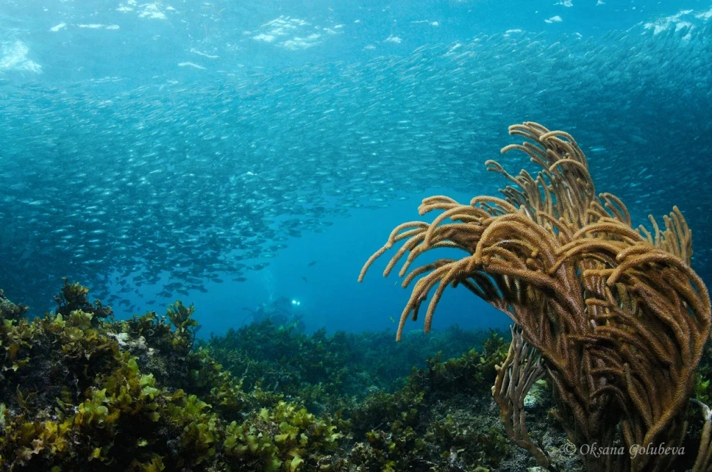 Sardines whirlwind.jpg