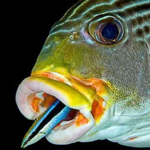 Дайвинг сафари Национальный Парк Комодо + Китовые акулы