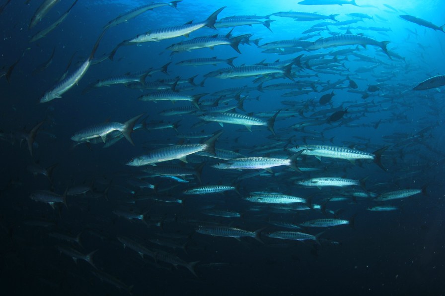 Ponta do Ouro и Ponta Malongane 1180179449bigstock-Barracuda-fish-school-in-ocean-224510728.jpg