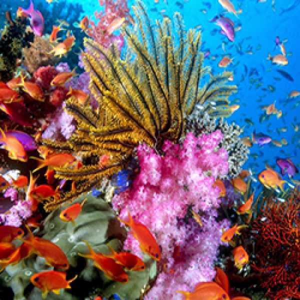 Большой круиз по островам Висайяс 10 ночей