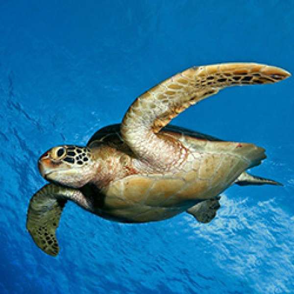 Остров Калимантан - сказочный мир Деравана. Дейли-дайвинг