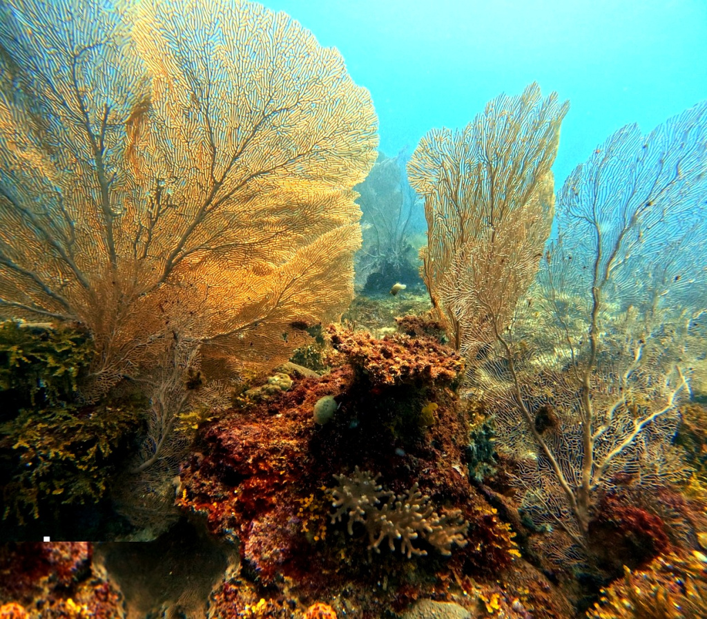 nosy-be-dive-graded.jpg nosy-be-dive-graded.jpg