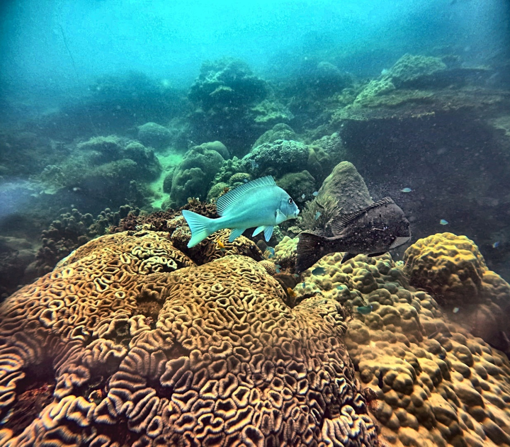 GP010045_natural_fish_strong.jpg