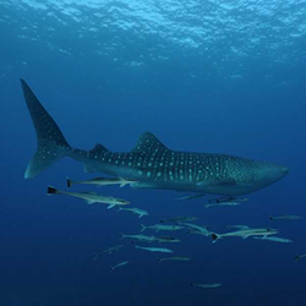 Дайвинг сафари: Туббатаха на лучшей яхте в регионе