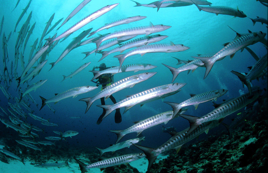 Дайвинг-сафари Удивительный Палау