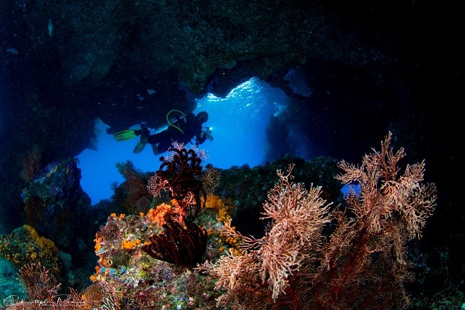 Дайвинг сафари Национальный Парк Комодо + Китовые акулы