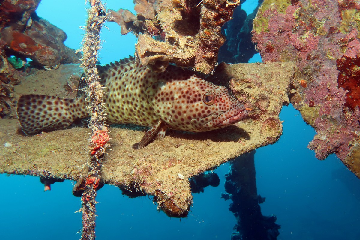 Затонувшие корабли и рифы в северной части Красного моря