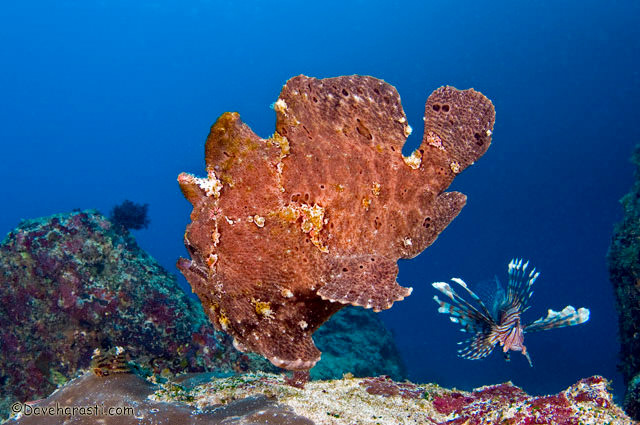 Супер сафари 10 ночей - Малапаскуа и Висаяс