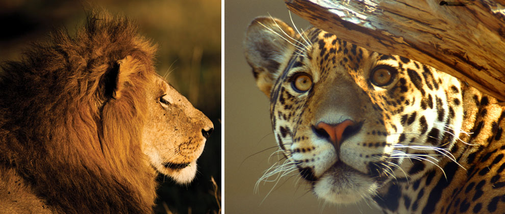 Дейли-дайвинг Содвана Бэй + Понта ду Оро