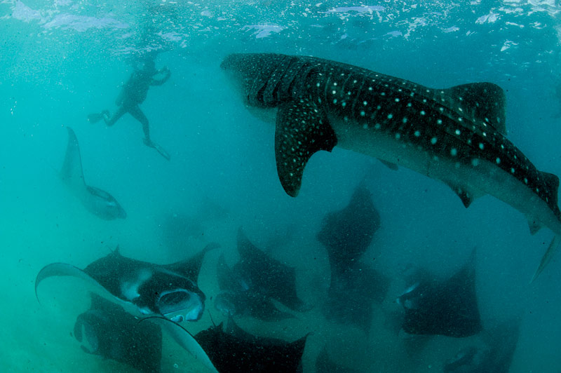Дайвинг-сафари: лучший маршрут на Мальдивах