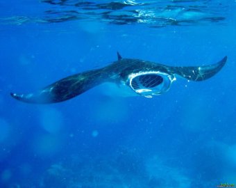 Ханифару Бэй - танцы с мантами