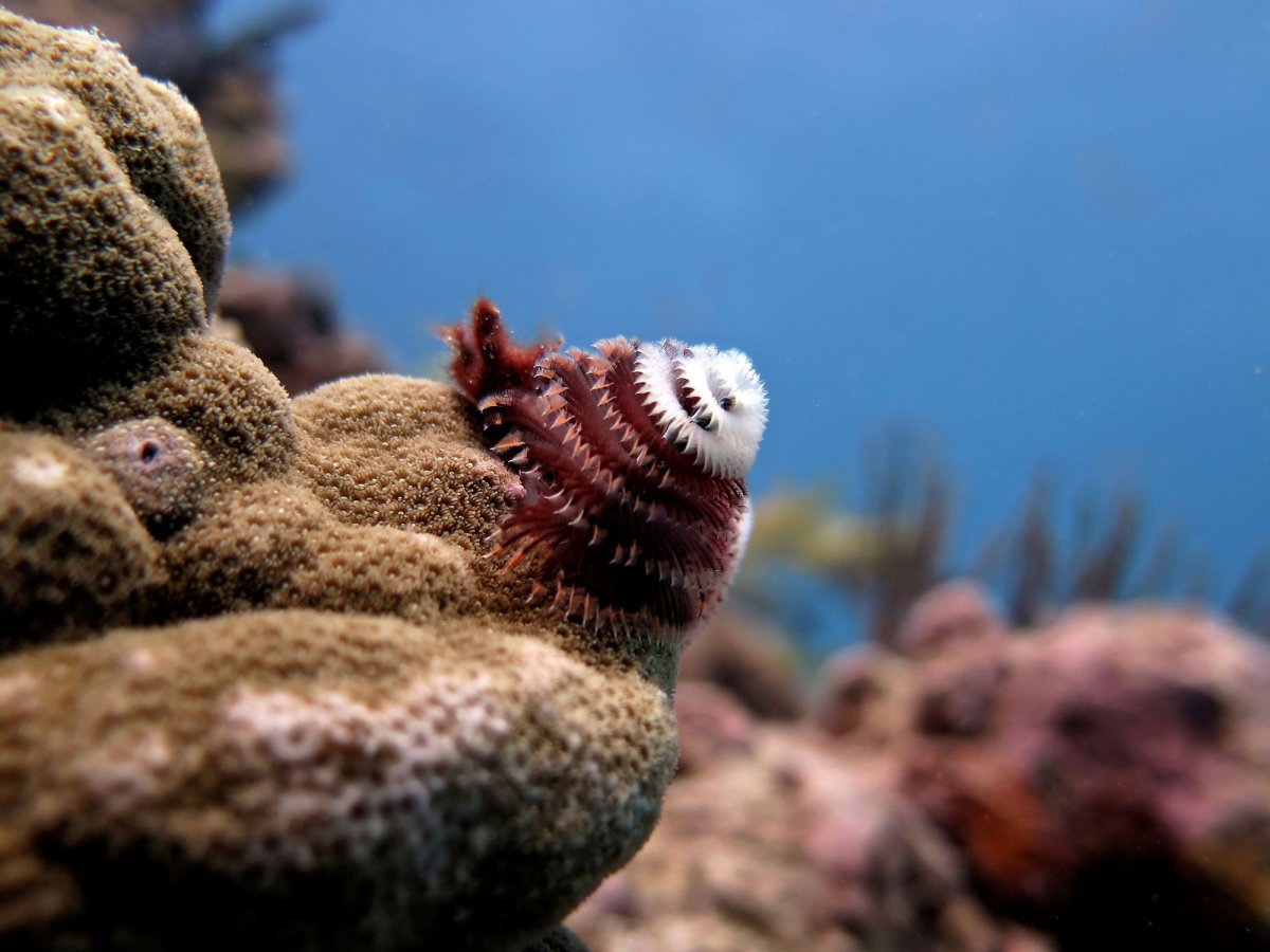 Большой круиз в море Кортес: Ла-Пас и Лорето на 7 ночей