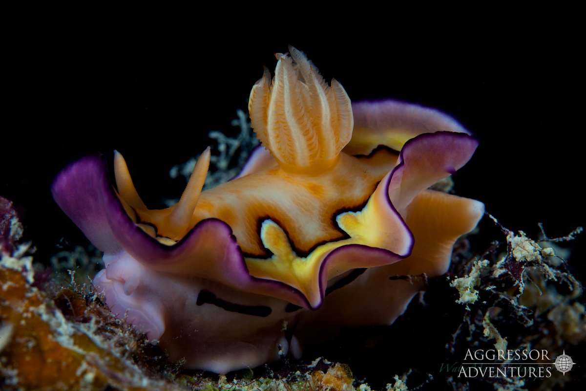 Удивительный мир Палау на борту Palau Aggressor II