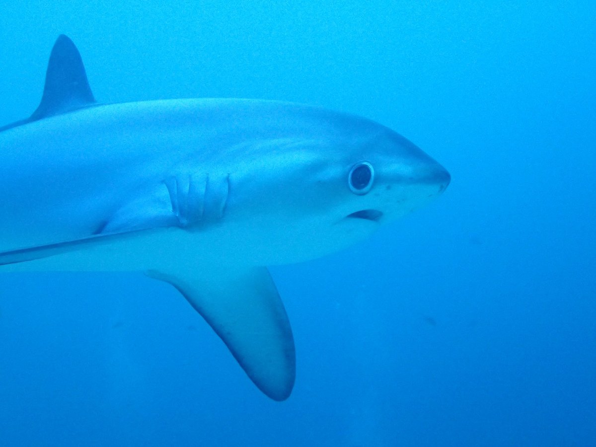 Прекрасный Туббатаха погружения в заповедных местах
