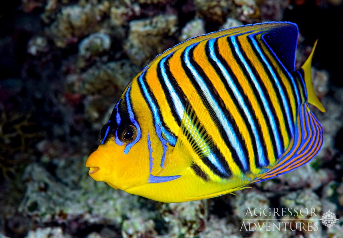 Сафари на новой яхте Red Sea Aggressor V - Дальний Юг острова Роки и Забаргад
