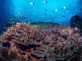 Дайвинг сафари по лучшим местам