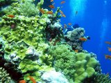 Дайвинг-приключение на севере Красного моря и вокруг островов Бразерс