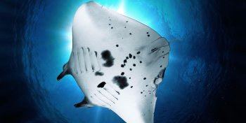 Остров Калимантан - сказочный мир Деравана. Дейли-дайвинг.