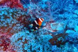 Triton Bay - Raja Ampat: Архипелаг нетронутых рифов