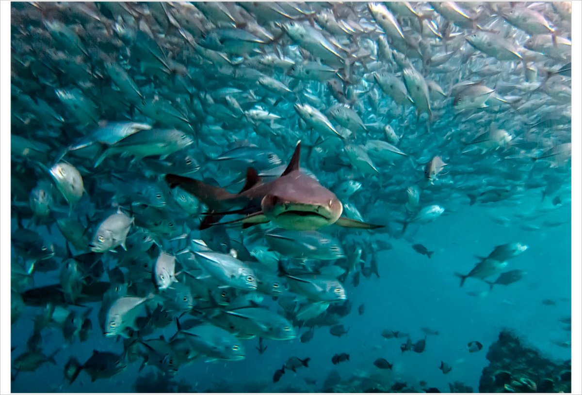 Дайвинг сафари Национальный Парк Комодо + Китовые акулы