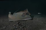 Курс SSI Night Diving & Limited Visibility Ночные погружения & Погружения в условиях ограниченной видимости
