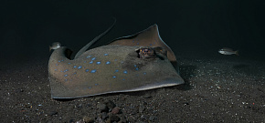 Курс SSI Night Diving & Limited Visibility Ночные погружения & Погружения в условиях ограниченной видимости