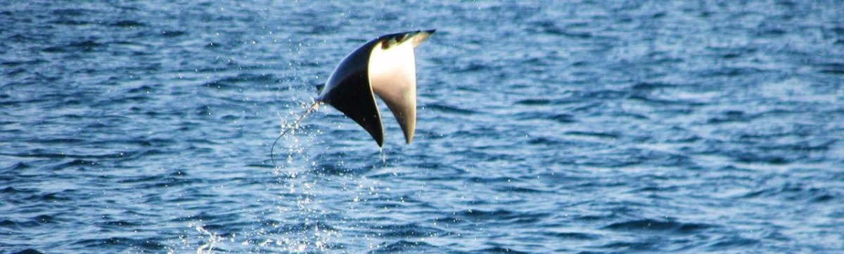 Дайвинг-сафари море Кортес. Косатки и летающие манты