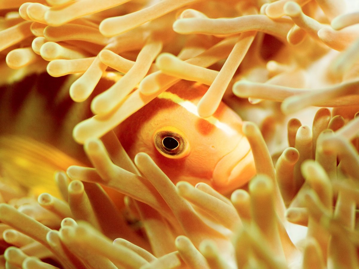 Дайвинг-сафари: лучший маршрут на Мальдивах