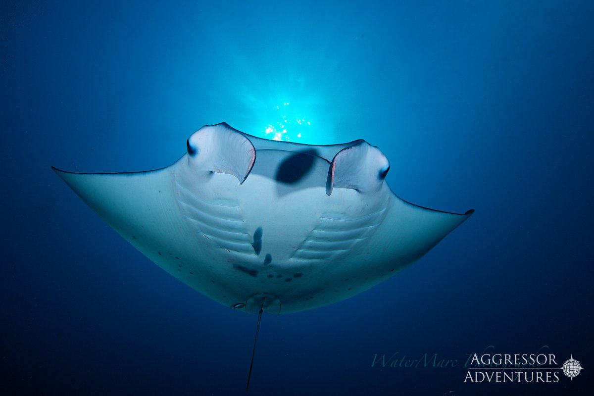 Удивительный мир Палау на борту Palau Aggressor II