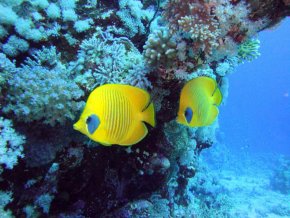 Сафари на новой яхте Red Sea Aggressor V - Дальний Юг острова Роки и Забаргад