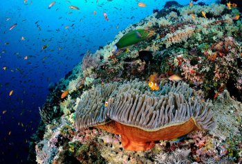 Природные сокровища полуострова Мусандам