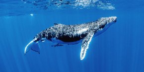 Горбатые киты Королевства Тонга и акулы Республики Фиджи