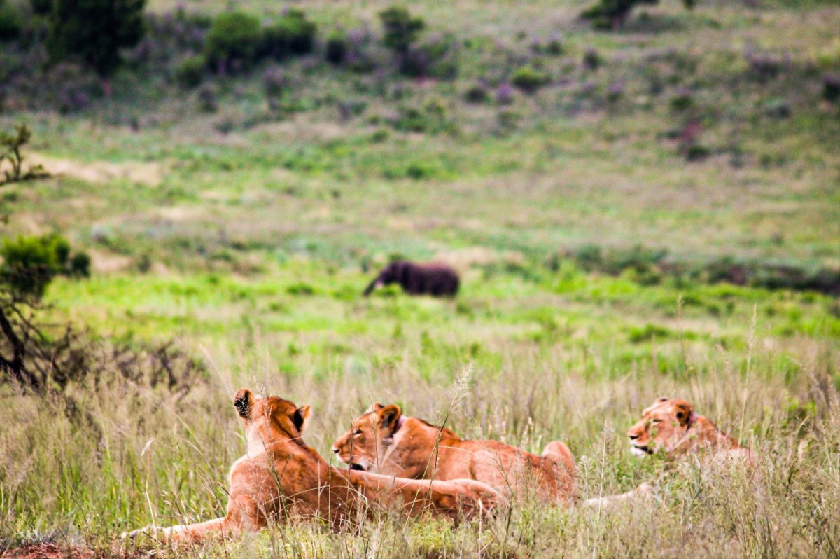 Дейли-дайвинг Содвана Бэй + Понта ду Оро