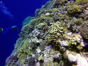 Сафари на новой яхте Red Sea Aggressor V - Дальний юг и Эльба Риф
