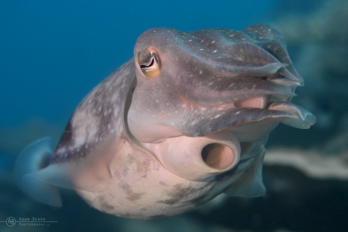 Дайвинг сафари Соломоновы острова - лучшее за 10 ночей