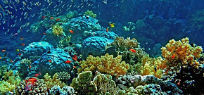 Дайвинг-приключение на севере Красного моря и вокруг островов Бразерс