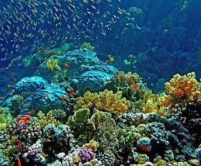 Дайвинг-приключение на севере Красного моря и вокруг островов Бразерс