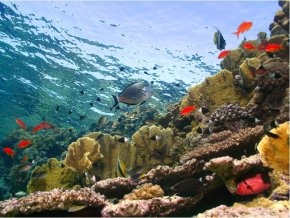 Три жемчужины Красного моря: Бразерс, Дедалус, Эльфинстоун