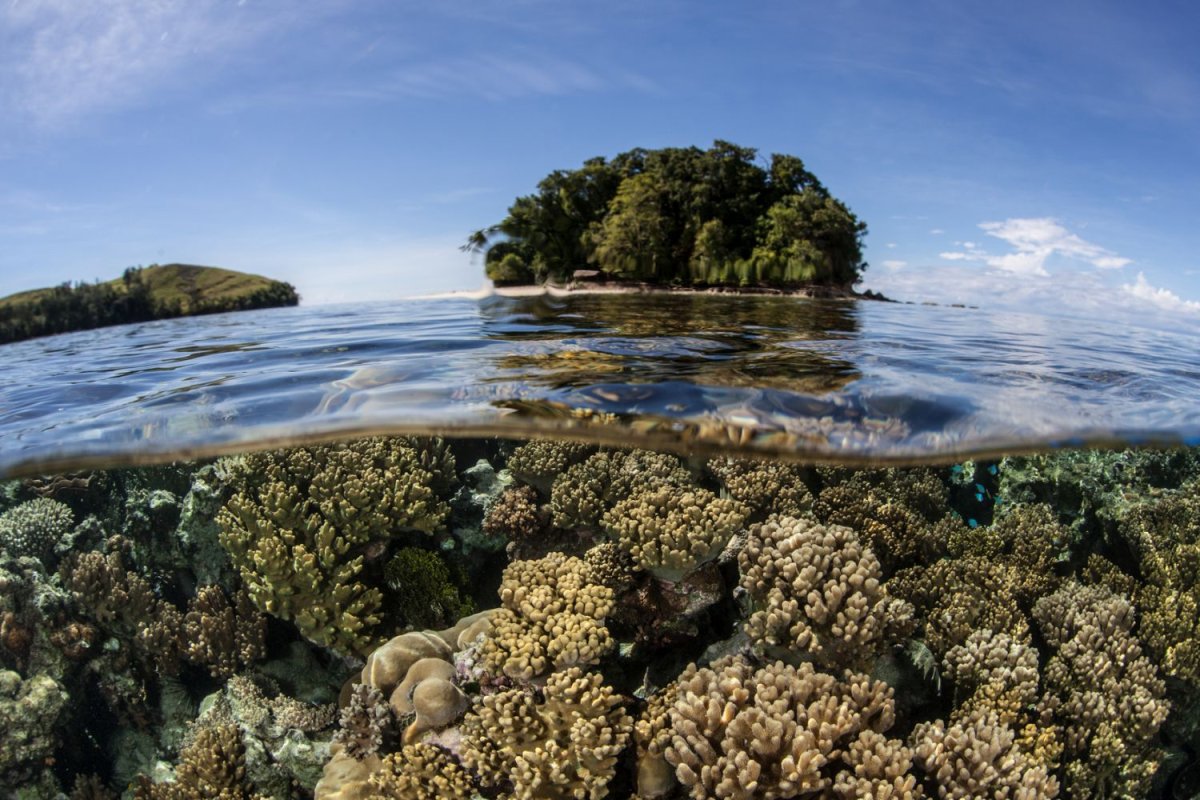 Дайвинг сафари по лучшим местам