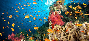 Южное Красное море: экспедиция к рифам St. John’s и Elphinstone
