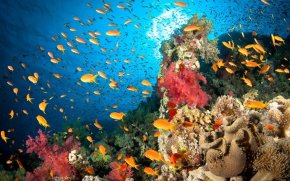 Южное Красное море: экспедиция к рифам St. John’s и Elphinstone