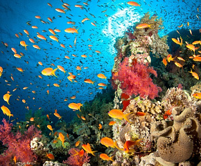 Южное Красное море: экспедиция к рифам St. John’s и Elphinstone