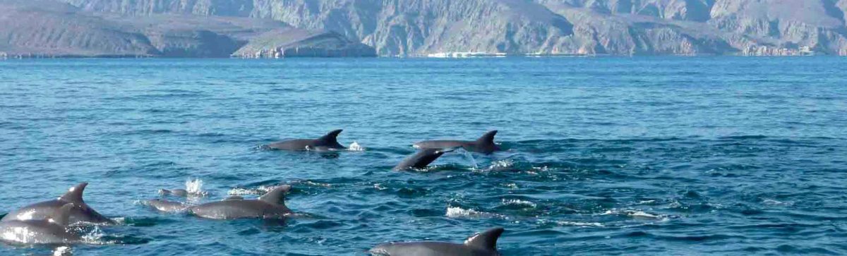 Дайвинг сафари на яхте Oman Explorer, заповедник Дайманият