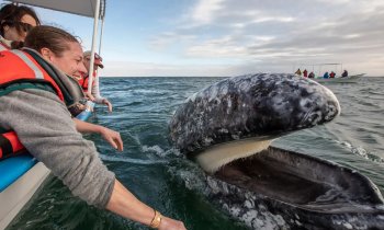 Сан Игнасио. Встреча с могущественными серыми китами