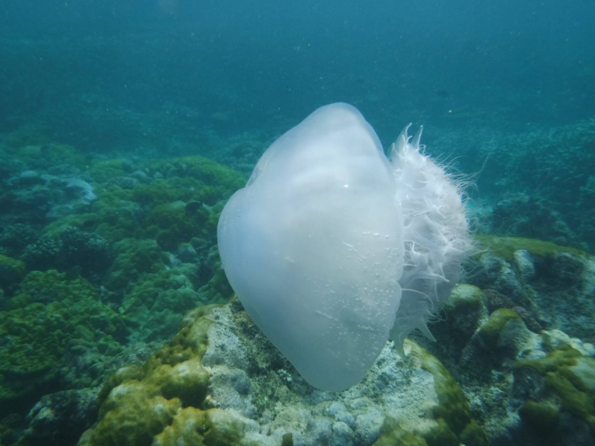 Кейптаун, дейли-дайвинг Содвана Бэй и Понта ду Оро + парки c животными