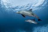 Подводная Египетская сила: от Бразерс через Дедалус до Эльфинстоуна