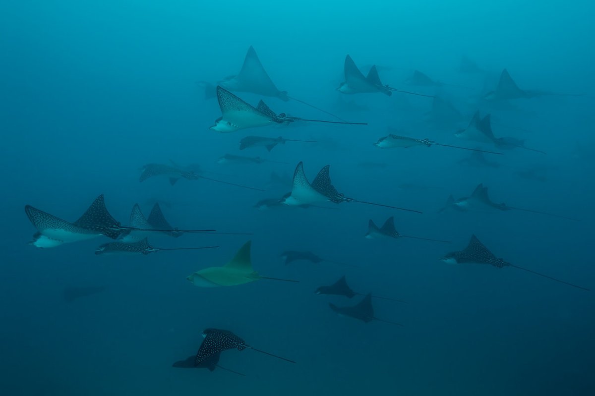 Дайвинг-сафари на яхте GALAPAGOS MASTER + экскурсии в Перу. 10 ночей