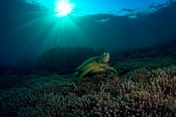 Южные Висаяс 10 ночей